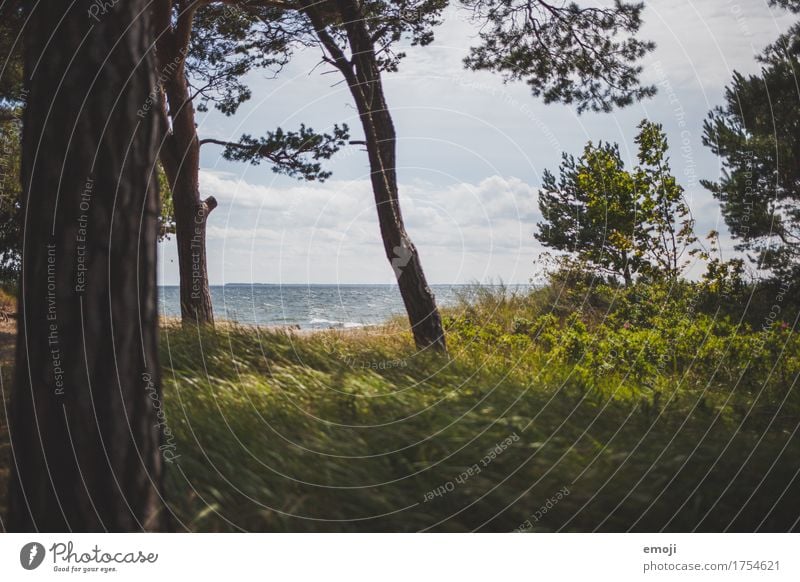 Ostsee Umwelt Natur Landschaft Sommer Schönes Wetter Wiese Meer natürlich grün Ferien & Urlaub & Reisen Urlaubsfoto Urlaubsstimmung Urlaubsort Farbfoto