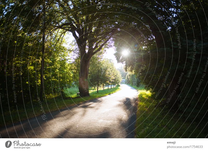 Allee Umwelt Natur Landschaft Sommer Schönes Wetter Straße Landstraße natürlich grün Farbfoto Außenaufnahme Menschenleer Tag Sonnenlicht Sonnenstrahlen