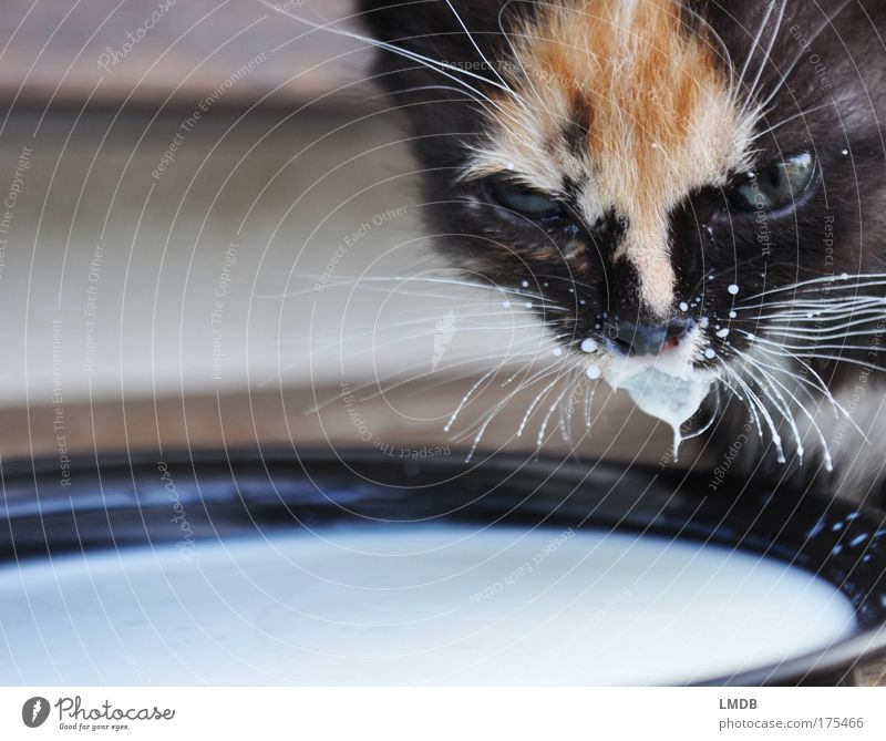 Pepper and Milk Farbfoto Außenaufnahme Detailaufnahme Textfreiraum links Textfreiraum unten Hintergrund neutral Tierporträt Blick in die Kamera Blick nach vorn