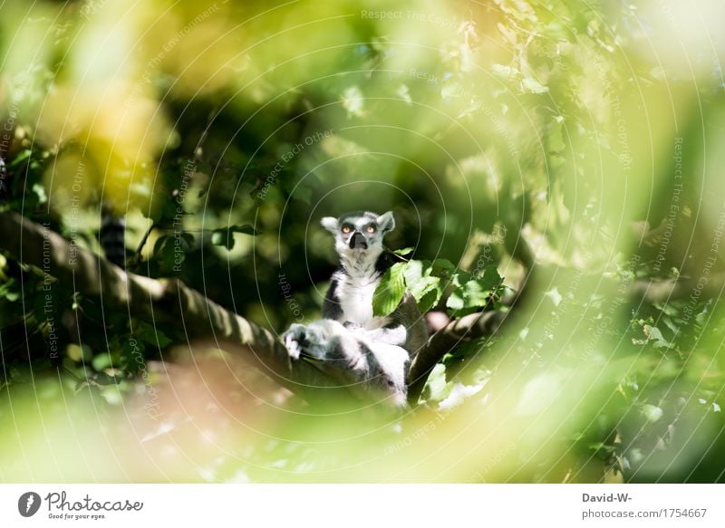 was guckst du Natur Sonne Sommer Schönes Wetter Pflanze Wald Urwald Tier Nutztier Wildtier Tiergesicht Fell Zoo 1 beobachten sitzen Auge groß niedlich verrückt