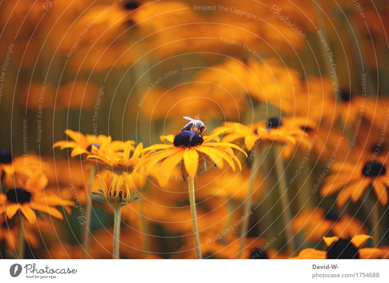 letzten Sommer Kunst Gemälde Theaterschauspiel Umwelt Natur Landschaft Pflanze Tier Frühling Klimawandel Schönes Wetter Blume Blüte Garten Park Wiese Nutztier