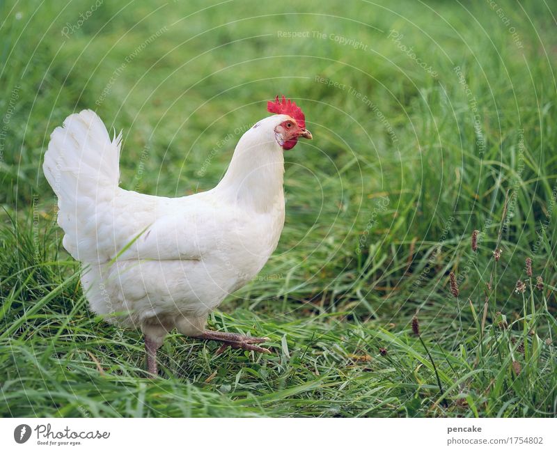 weißheit | huhn oder ei? Wiese Nutztier 1 Tier gut feminin Leben Überleben Haushuhn laufen Ei Gras Philosophie Fragen Weisheit Farbfoto Außenaufnahme