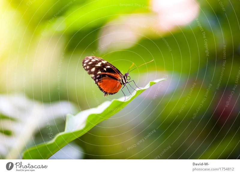 Rüsseltier Umwelt Natur Sonne Sonnenlicht Frühling Sommer Klima Schönes Wetter Pflanze Sträucher Blatt Park Tier Nutztier Schmetterling Flügel 1 beobachten