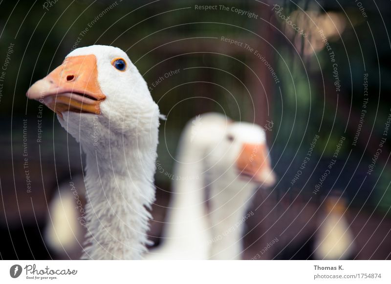 Martini - Gans Tier Haustier Nutztier Schwan 1 Herd & Backofen Grill Essen Feste & Feiern Gänsebraten Feiertag Tierzucht Freilandhaltung Ente Schnabel gefiedert