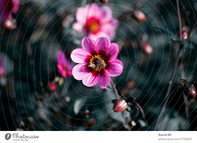 teilen Umwelt Natur Landschaft Pflanze Tier Frühling Sommer Herbst Schönes Wetter Blume Blatt Blüte Nutzpflanze Garten Park Wiese Nutztier Biene Flügel 2