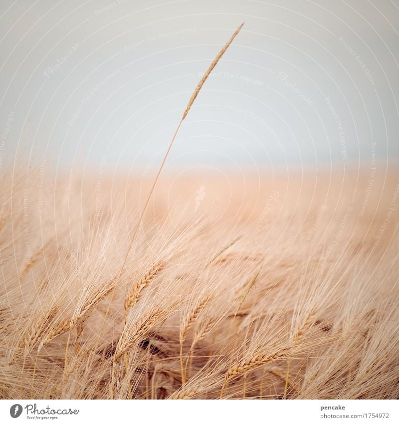 feldstudie Natur Landschaft Sommer Herbst Pflanze Feld Unendlichkeit Wärme weich Partnerschaft Design Leben Leichtigkeit Überleben Ferne einzeln Roggen Getreide