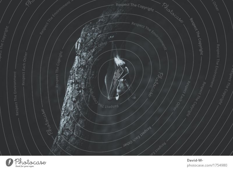 gruseln Umwelt Natur Luft Frühling Herbst hängen Neugier Angst Entsetzen Ekel Fledermäuse Baumstamm gruselig ultraschall Schall niedlich schön klein Ast Flügel