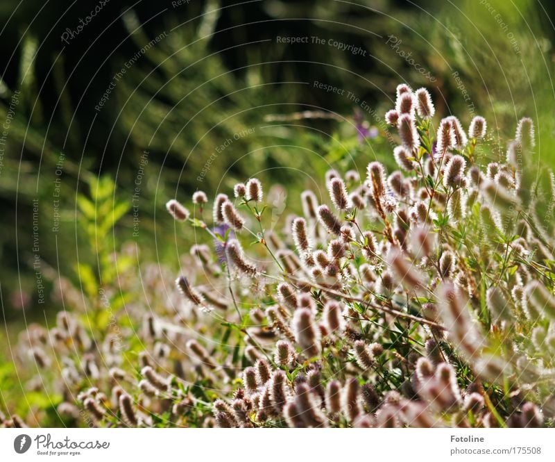 wilde Wiese Farbfoto Außenaufnahme Tag Abend Umwelt Natur Landschaft Pflanze Sonnenlicht Sommer Schönes Wetter Wärme Gras Sträucher Wildpflanze Park Duft hell