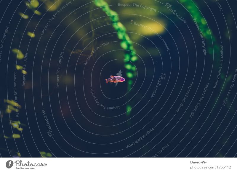 einsam Umwelt Natur Pflanze Tier Wasser Grünpflanze Meer Fisch Schuppen Aquarium 1 tauchen Neugier Gefühle Einsamkeit stagnierend winzig schön niedlich