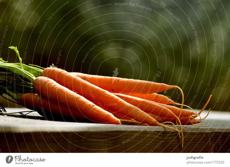 Möhren Farbfoto Außenaufnahme Tag Lebensmittel Gemüse Ernährung Garten liegen Gesundheit lecker frisch Ernte Rohkost knackig