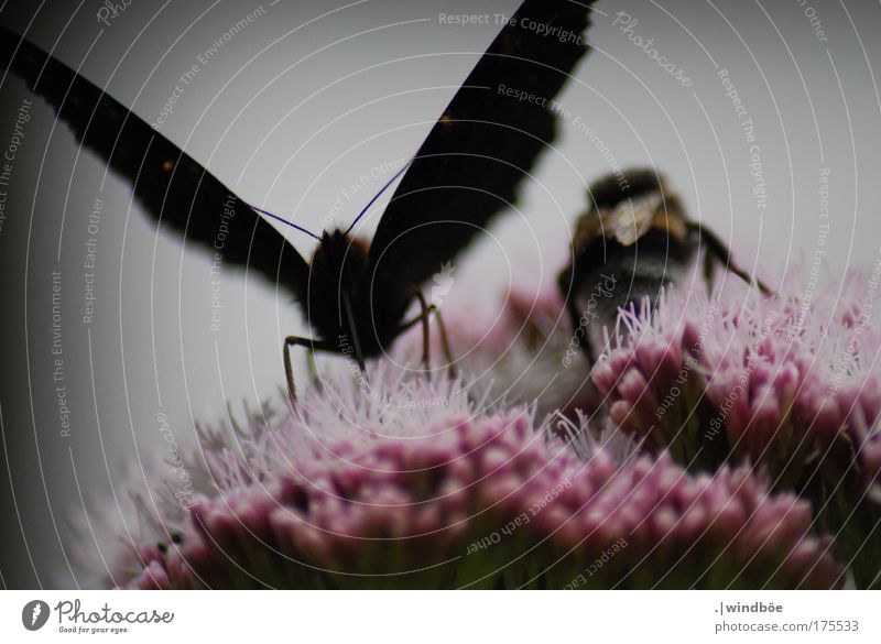 Blüten tanken Farbfoto Außenaufnahme Nahaufnahme Detailaufnahme Menschenleer Tag Schatten Kontrast Zentralperspektive Totale Tierporträt Vorderansicht