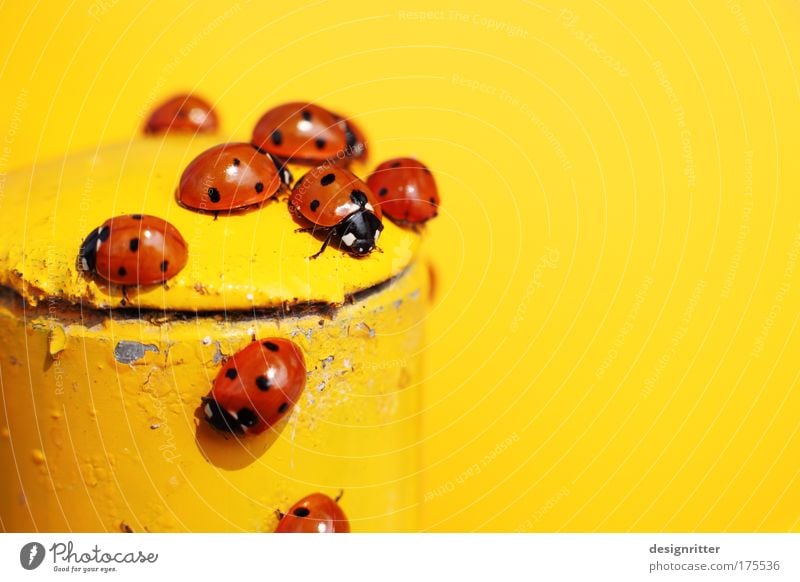 rote Punkte mit schwarzen Punkten Farbfoto mehrfarbig Außenaufnahme Nahaufnahme Makroaufnahme Menschenleer Textfreiraum rechts Schwache Tiefenschärfe