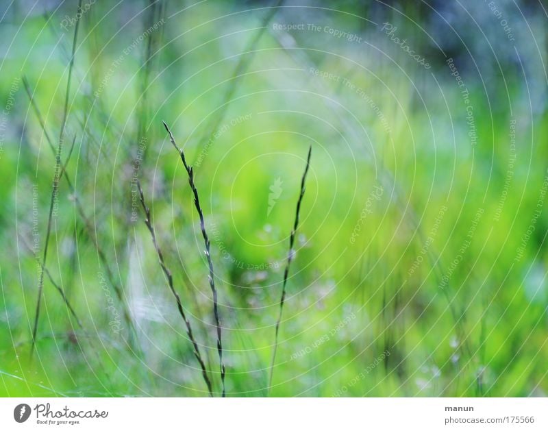 Wildwuchs Farbfoto Außenaufnahme Muster Strukturen & Formen Textfreiraum rechts Textfreiraum oben Hintergrund neutral Tag Schatten Kontrast Silhouette