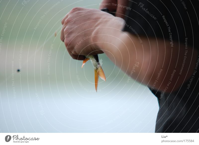 Köderfisch Fisch Angeln Mensch Tier 1 festhalten Angler Angelschnur Flosse Haken ködern gefangen See Wasser Petri Heil Farbfoto Außenaufnahme Textfreiraum links