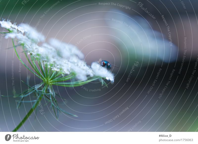 Blaue Fliege auf Weisse Blüte Natur Pflanze Tier Sommer Blume Wildpflanze Wildtier Tiergesicht Flügel blau grün weiß Insekt Farbfoto Außenaufnahme Nahaufnahme