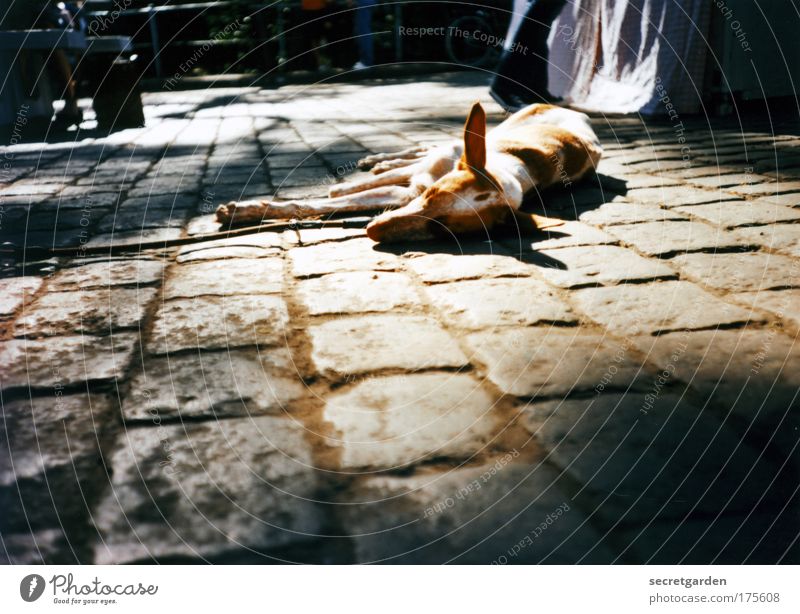 dog days. Farbfoto Gedeckte Farben Außenaufnahme Nahaufnahme Lomografie Menschenleer Textfreiraum unten Morgen Morgendämmerung Tag Licht Schatten Sonnenstrahlen