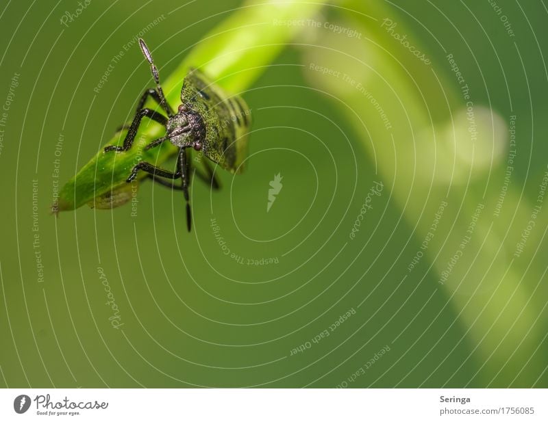 Wanzenachterbahn Umwelt Natur Landschaft Pflanze Tier Gras Blatt Garten Park Wiese Feld Wald Wildtier Käfer Tiergesicht Flügel Krallen 1 fliegen stinkend Nymphe