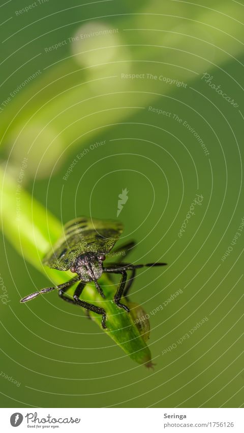 Gleichgewicht Pflanze Tier Gras Garten Park Wald Käfer Tiergesicht Flügel Krallen 1 Wanze Farbfoto mehrfarbig Menschenleer Textfreiraum rechts Textfreiraum oben