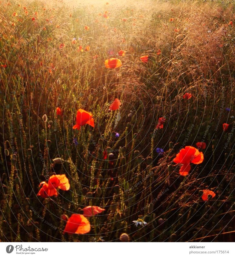 Sommerwiese Farbfoto mehrfarbig Außenaufnahme Tag Sonnenlicht Sonnenstrahlen Umwelt Natur Landschaft Pflanze Erde Wetter Schönes Wetter Blume Gras Blüte