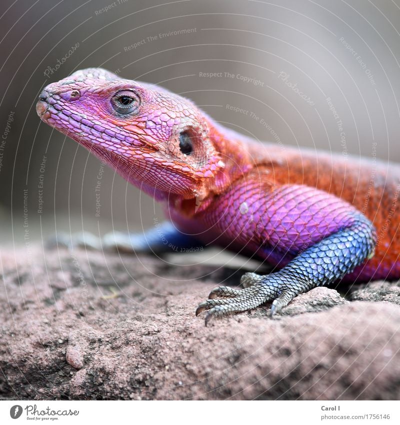 Heute ist Karneval elegant Gesicht Auge Natur Felsen Park Tier Tiergesicht Schuppen Gecko Echte Eidechsen 1 außergewöhnlich verrückt Wärme blau mehrfarbig