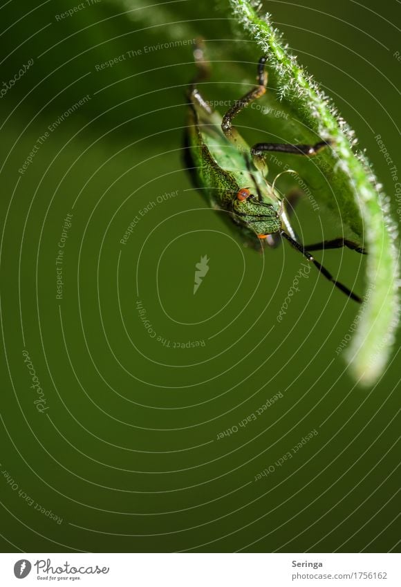 Kopfüber Umwelt Natur Landschaft Pflanze Tier Gras Blatt Park Wiese Feld Wildtier Käfer Tiergesicht Flügel Krallen 1 fliegen Blick Wanze Farbfoto mehrfarbig