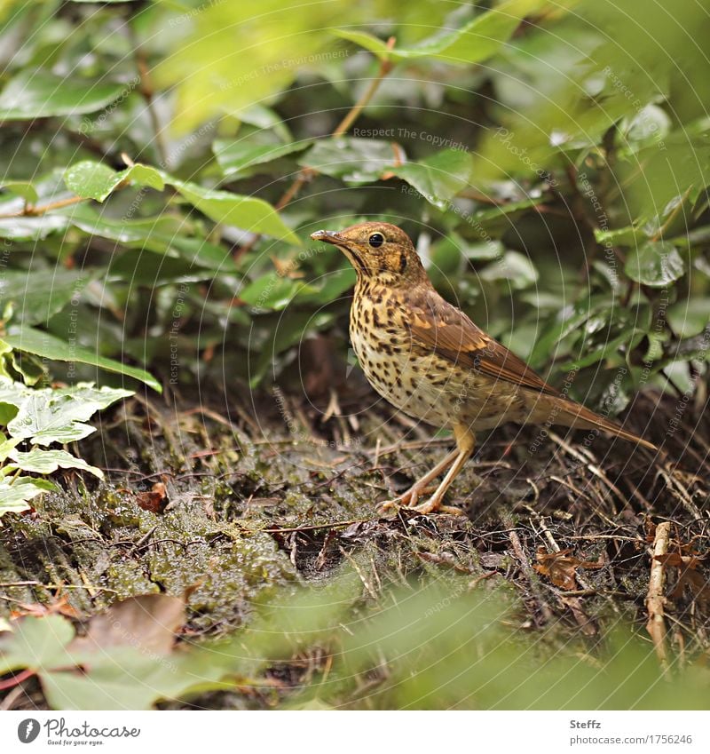 Misteldrossel gut getarnt in seiner natürlichen Umgebung Singvogel Vogel Drossel Vogelauge Vogelbeobachtung Naturliebe achtsam niedlich Idylle Blick beobachten