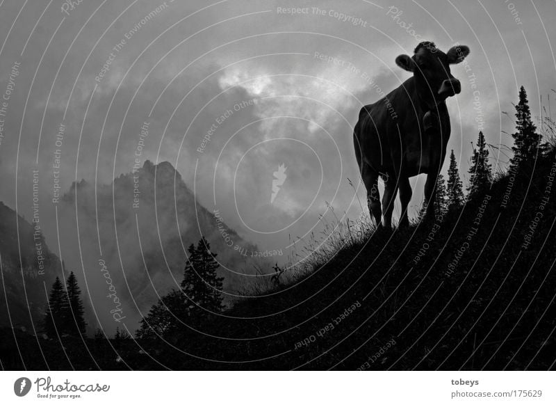 Die Ammergauer Alpen Natur Wolken Nebel Feld Hügel Felsen Berge u. Gebirge Gipfel Kuh Bulle Aggression Glocke Allgäu Allgäuer Alpen jodeln Bergsteigen Klettern