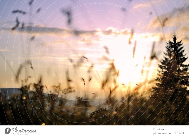 Geblendet... Farbfoto Gedeckte Farben mehrfarbig Außenaufnahme Nahaufnahme Detailaufnahme Makroaufnahme Experiment Menschenleer Textfreiraum Mitte Abend