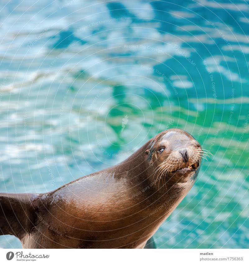 smiley Wasser Tier Wildtier 1 Lächeln sportlich maritim nass blau braun Seelöwe Zähne zeigen Zwinkern Farbfoto Außenaufnahme Nahaufnahme Menschenleer