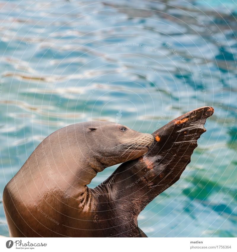 Servus Wasser Tier 1 blau braun orange Seelöwe nass Körperhaltung winken Farbfoto Außenaufnahme Nahaufnahme Menschenleer Textfreiraum links Textfreiraum rechts