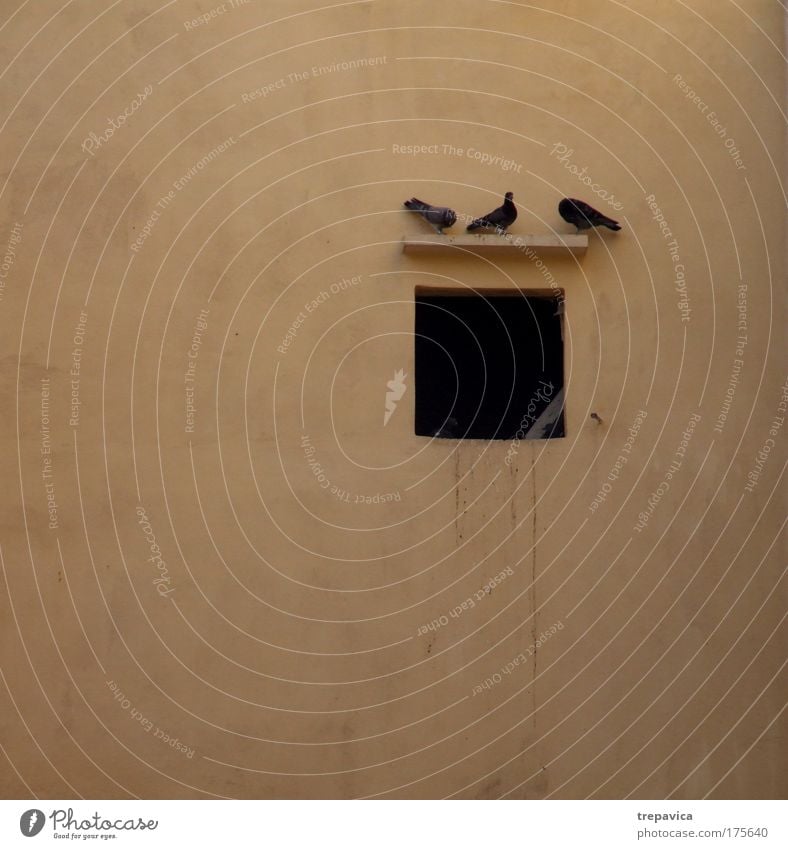 drei Farbfoto Außenaufnahme Menschenleer Altstadt Gebäude Mauer Wand Fenster Tier Vogel Taube 3 Tierfamilie alt Freundlichkeit braun gelb schwarz Freundschaft