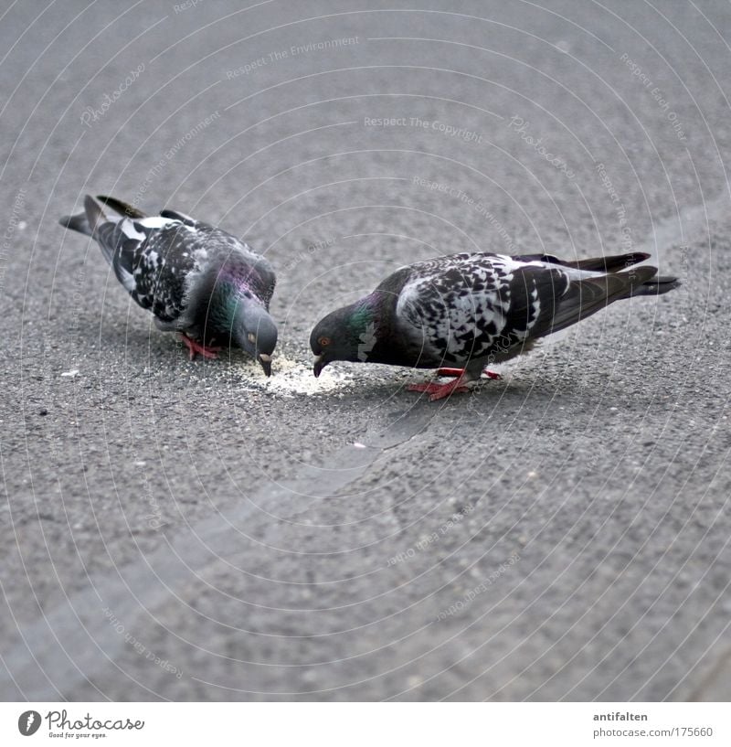 Dinner for two Brotkrümel Fußgängerzone Straße Straßenbelag Tier Wildtier Vogel Taube Flügel Schnabel 2 Tierpaar füttern Vertrauen Einigkeit Sympathie