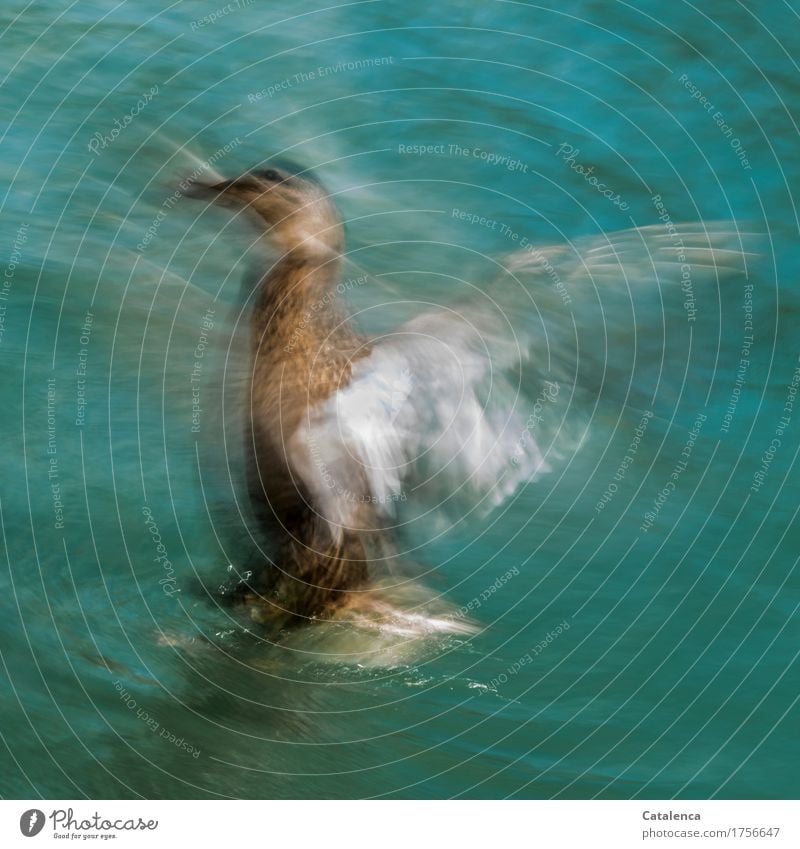 .. 2, 3 und hopp! Flügel schlagende Ente Schwimmen & Baden fliegen Tier Wasser Sommer See Vogel 1 Bewegung Fitness stehen sportlich frisch nass braun türkis