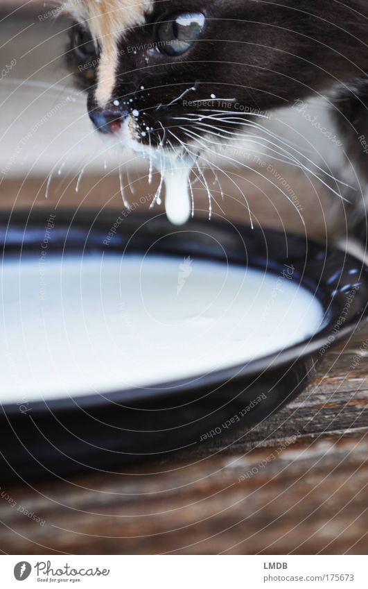 Jeder Tropfen zählt! Farbfoto Außenaufnahme Detailaufnahme Textfreiraum unten Tierporträt Wegsehen Haustier Katze Fell 1 Tierjunges trinken Flüssigkeit schwarz