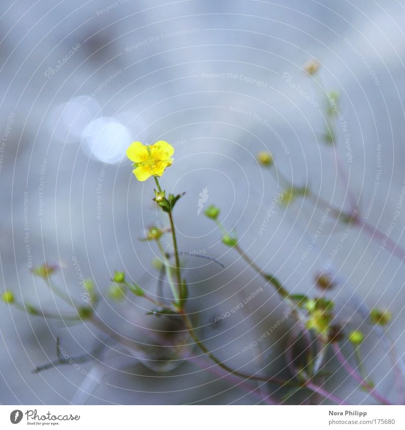 kleines blümchen Farbfoto Gedeckte Farben Außenaufnahme Tag Licht Schwache Tiefenschärfe Vogelperspektive Umwelt Natur Pflanze Frühling Sommer Blume Blüte