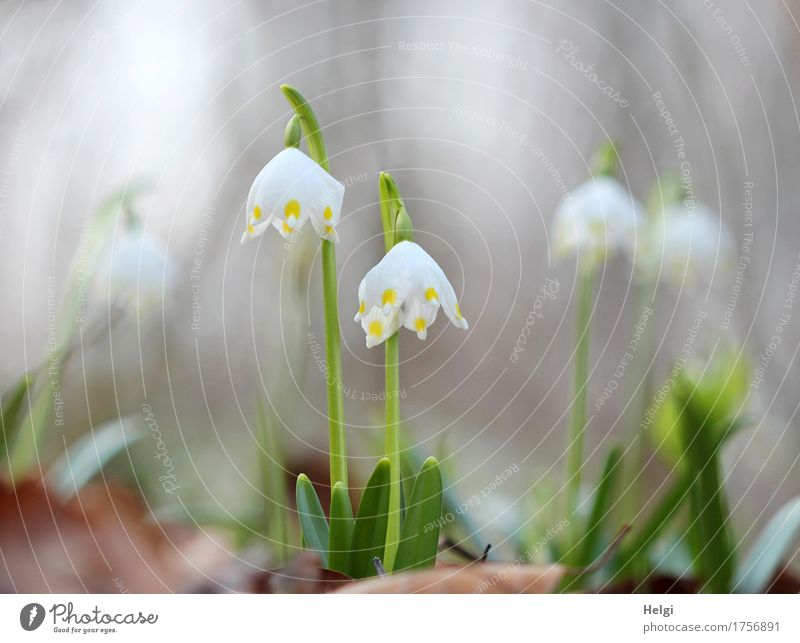 Blümchen für Ini... Umwelt Natur Pflanze Frühling Schönes Wetter Blume Blatt Blüte Wildpflanze Märzenbecher Wald Blühend stehen Wachstum ästhetisch