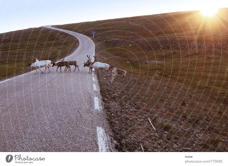 Überläufer Umwelt Natur Landschaft Pflanze Tier Erde Sonne Sonnenlicht Klima Fjäll Wiese Hügel Straße Wege & Pfade Nutztier Wildtier Rentier Tiergruppe Herde