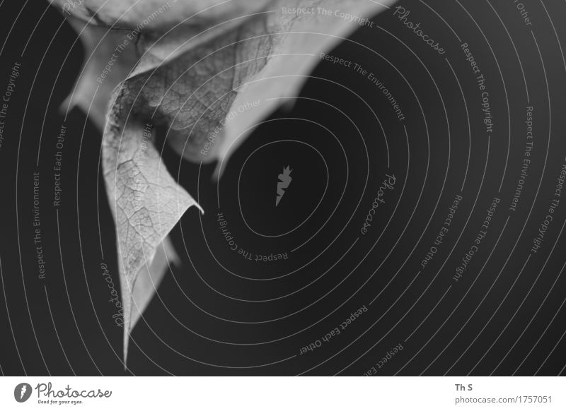 Blatt Natur Pflanze Frühling Sommer Herbst Blühend hängen verblüht ästhetisch authentisch einfach elegant natürlich Spitze grau schwarz Gelassenheit geduldig