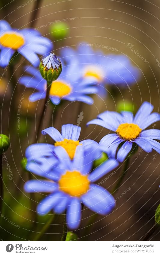 Sommerblume Natur Pflanze Blume Blüte Gänseblümchen Garten blau Farbfoto Außenaufnahme Nahaufnahme Detailaufnahme Makroaufnahme Textfreiraum oben Tag