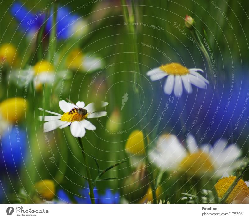 beim naschen erwischt Farbfoto mehrfarbig Außenaufnahme Tag Sonnenlicht Umwelt Natur Landschaft Pflanze Tier Sommer Schönes Wetter Blume Gras Blüte Wildpflanze