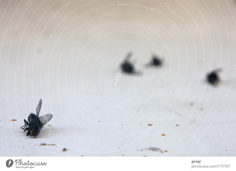 R.I.P. Fliege 4 Tier dehydrieren dreckig Ekel kaputt klein trocken Tod Ende Vergänglichkeit Farbfoto Innenaufnahme Nahaufnahme Tag Schwache Tiefenschärfe