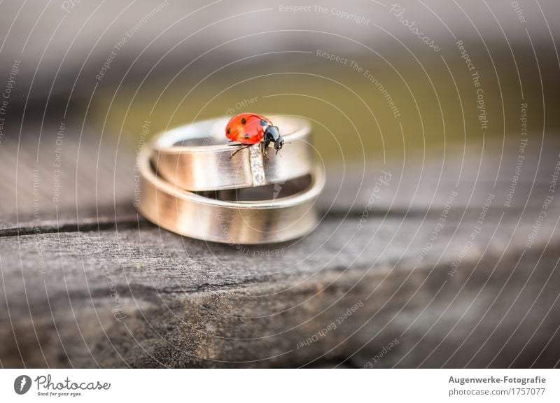 Ringkäfer Käfer Marienkäfer 1 Tier Schmuck Ehering Gold rot Hochzeit Farbfoto Außenaufnahme Nahaufnahme Detailaufnahme Makroaufnahme Textfreiraum rechts Tag