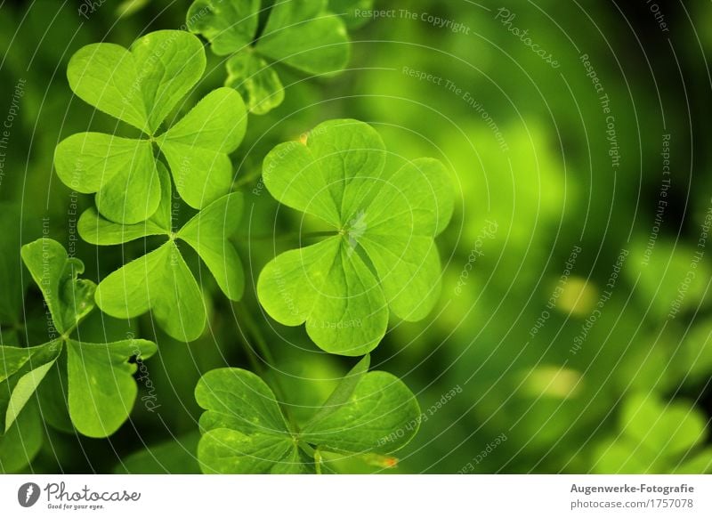 Kleeblatt Pflanze Sommer Blatt Grünpflanze Wiese Wald grün Glück Farbfoto Außenaufnahme Makroaufnahme Textfreiraum rechts Tag Kontrast Unschärfe