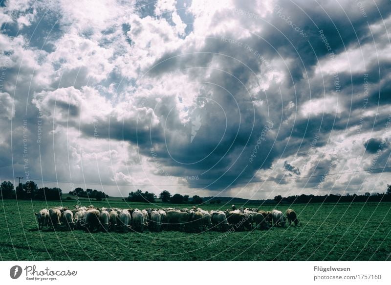 Herdentrieb Lebensmittel Fleisch Milcherzeugnisse Ernährung Essen Umwelt Natur Wolken Sommer Klima Wiese Feld Tier Haustier Nutztier Tiergruppe Gelassenheit Kuh