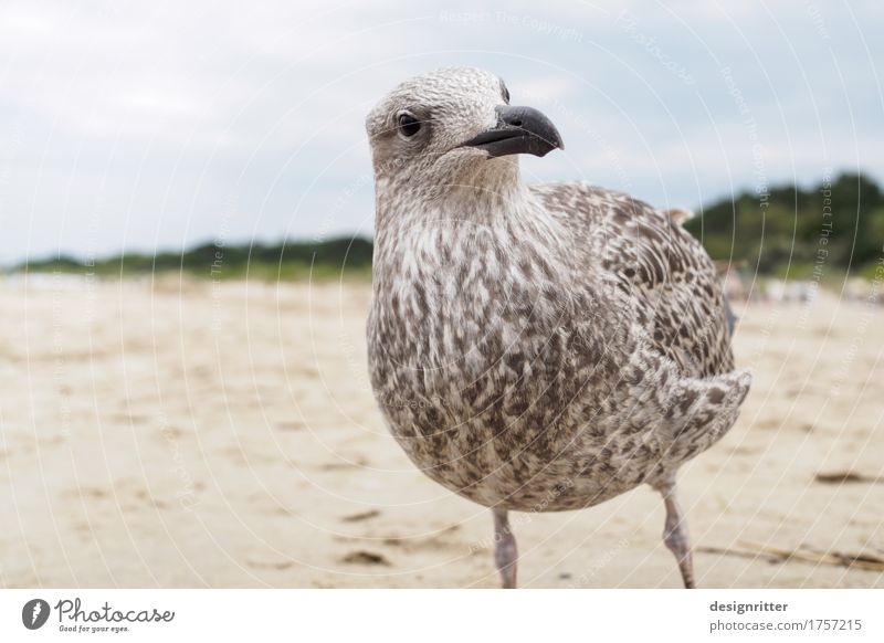 Was willst'n?!! Ferien & Urlaub & Reisen Meer Auge Strand Ostsee Ahlbeck Heringsdorf Usedom Tier Wildtier Vogel Tiergesicht Flügel Möwe Silbermöwe Feder