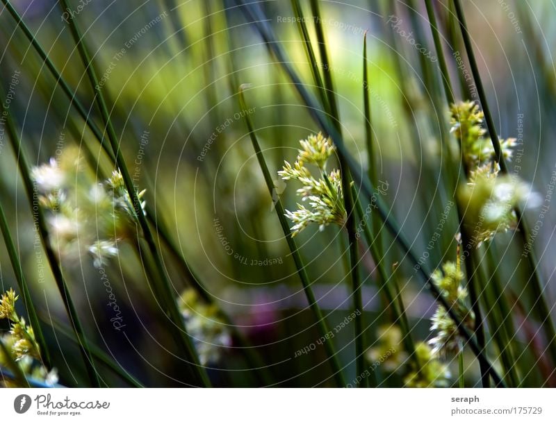 Binsenblüte Schilfrohr biotope Spazierstock Gras blades of grass reed stem Grasland Natur Blume geblümt meadow  herb Umwelt pflanzlich background cover Biologie