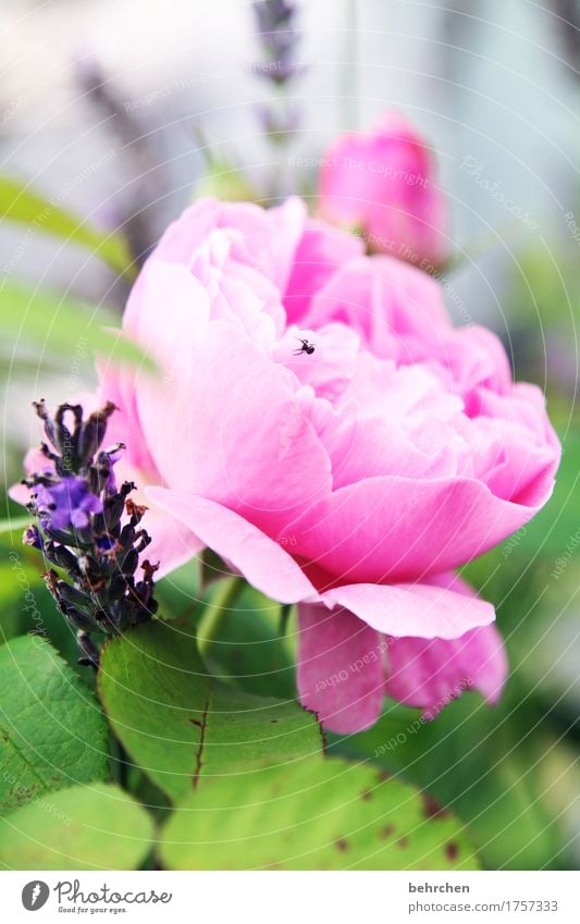 spiderman is having me... Natur Pflanze Sommer Schönes Wetter Blume Blatt Blüte Grünpflanze Rose Lavendel Garten Park Wiese Wildtier Spinne 1 Tier Blühend Duft