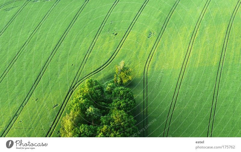 Es grünt so grün Umwelt Natur Landschaft Erde Frühling Grünpflanze Wiese Feld Wald fliegen frei natürlich friedlich ruhig Ordnungsliebe Sehnsucht Heimweh Idylle