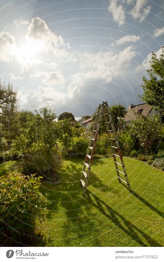 Leiter Ast Baum Blume Kumulus drohend Erholung Ferien & Urlaub & Reisen Garten Gewitter Gras Himmel Schrebergarten Kleingartenkolonie stehen steil Klettern