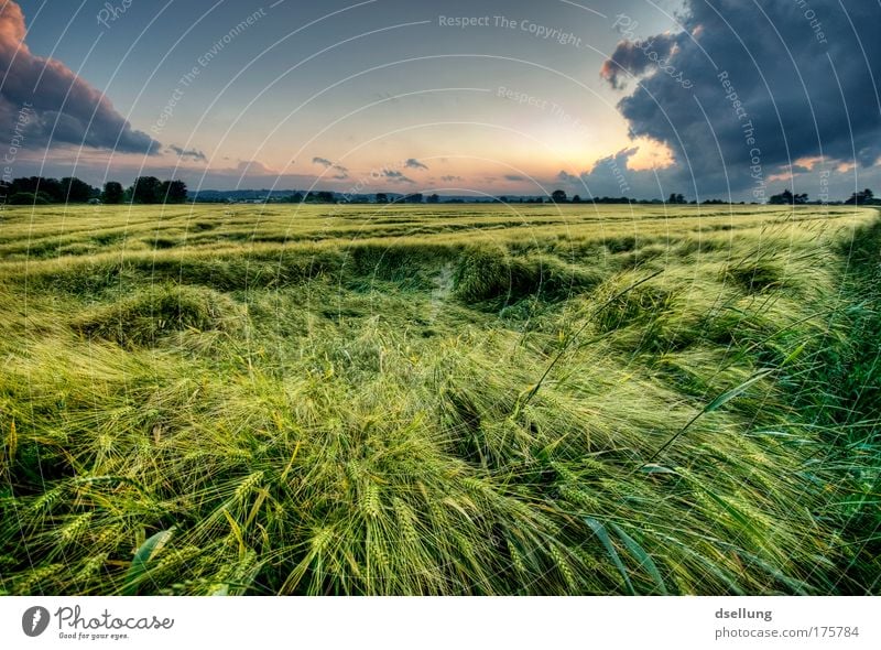 Grashalme im Wind bei Abenddämmerung mit starken Wolken Umwelt Natur Landschaft Pflanze Himmel Gewitterwolken Horizont Sonnenaufgang Sonnenuntergang Sommer